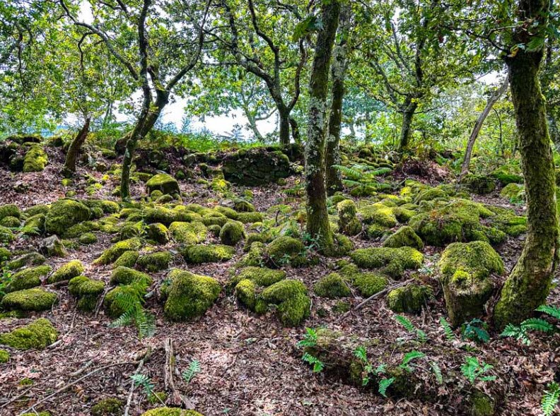 Castro lupario, Spain